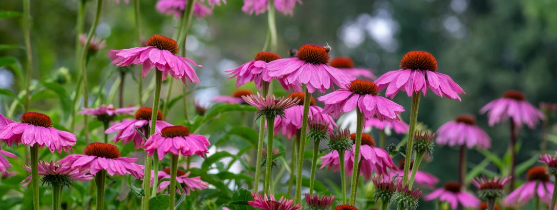 native pants purple coneflower for denver landscaping